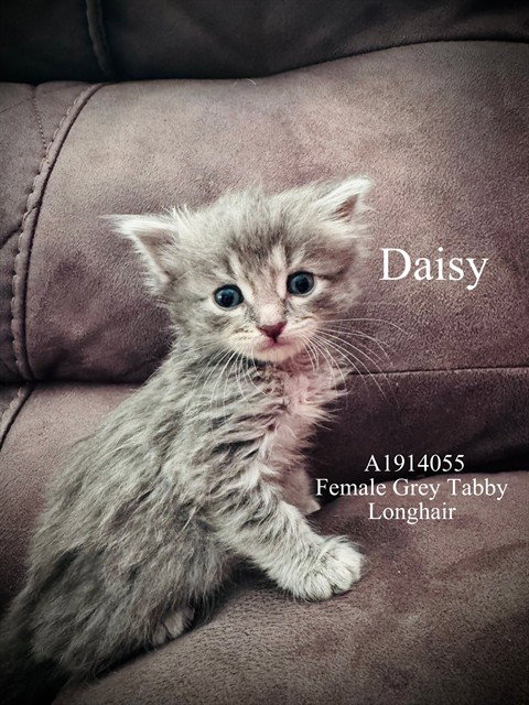 DAISY