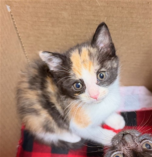 MINNIE