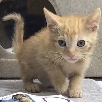 GOO, an adoptable Domestic Short Hair in Riverside, CA