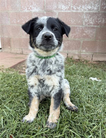 CRICKET, an adoptable Australian Cattle Dog in Riverside, CA