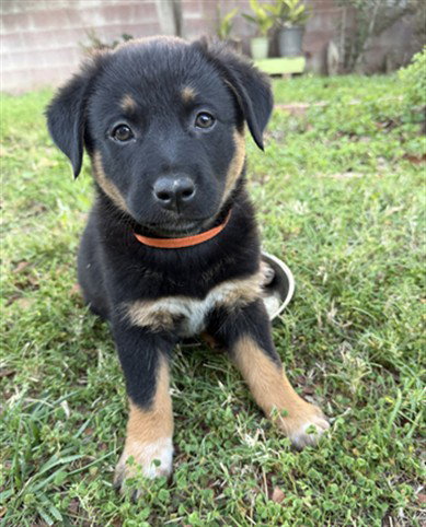 BUTTERFLY, an adoptable Australian Cattle Dog in Riverside, CA