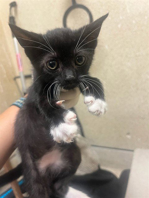 Megatron
