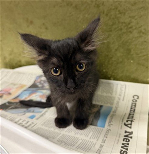 MAGNETO, Baby Domestic Short Hair (medium coat), cat for adoption in Beaumont, California