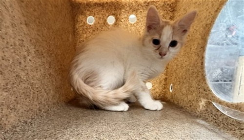 MIKE, Baby Domestic Short Hair (medium coat), cat for adoption in Ontario, California