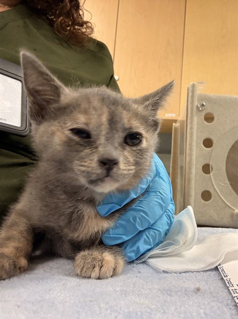 LUCY, Baby Domestic Short Hair (medium coat), cat for adoption in Ontario, California