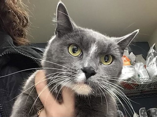 PEANUT