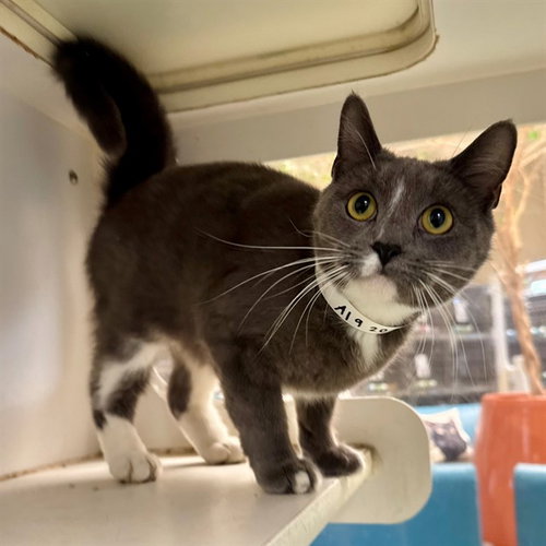 PEARL, an adoptable Domestic Short Hair in Riverside, CA