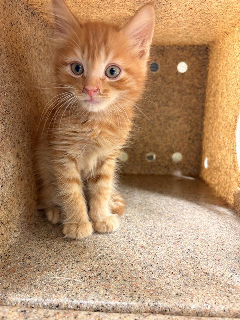 GARFIELD