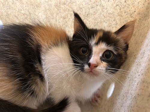CATALINA