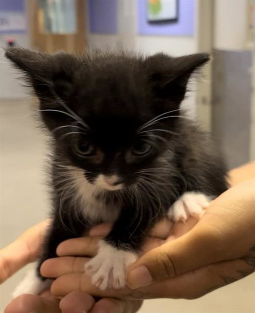 MOUSE, Baby Domestic Short Hair (medium coat), cat for adoption in Beaumont, California
