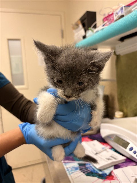 PETER