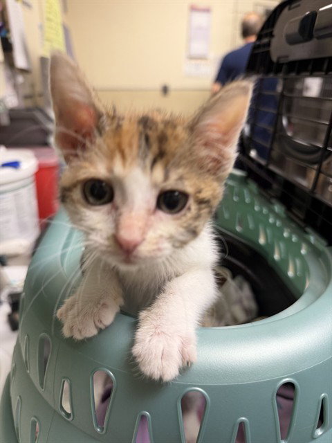 BEVERLY, Baby Domestic Short Hair (medium coat), cat for adoption in Upland, California