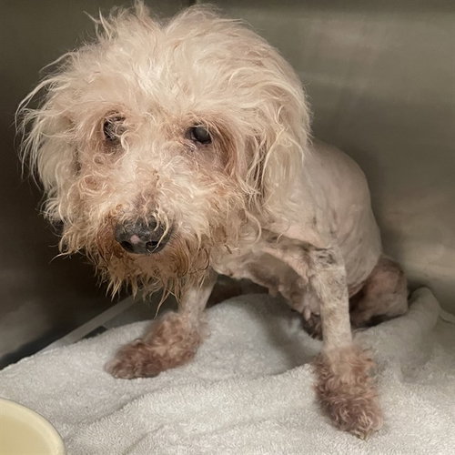 GERTIE, an adoptable Maltese in Riverside, CA