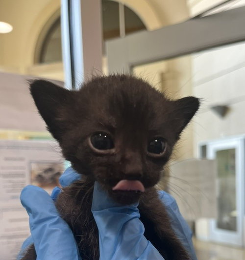 JOHN, Baby Domestic Short Hair (medium coat), cat for adoption in Beaumont, California
