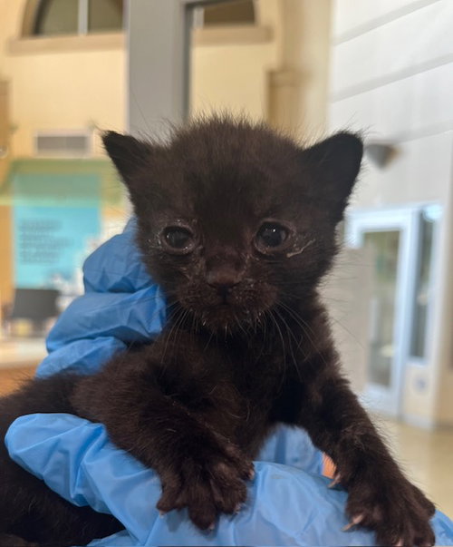 PAUL, Baby Domestic Short Hair (medium coat), cat for adoption in Beaumont, California