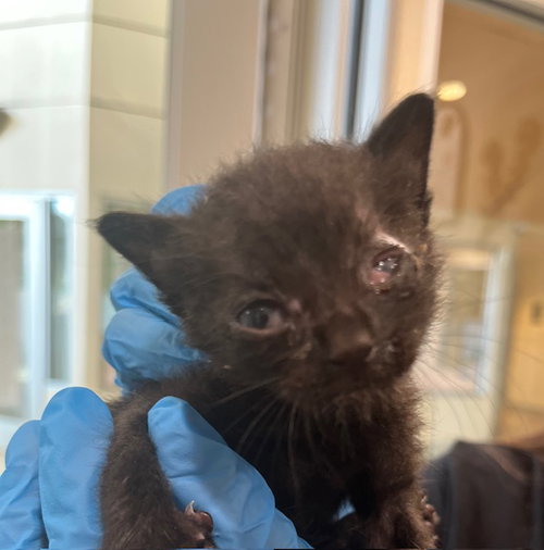 RINGO, Baby Domestic Short Hair (medium coat), cat for adoption in Beaumont, California