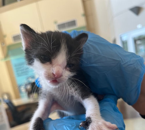 GEORGE, Baby Domestic Short Hair (medium coat), cat for adoption in Beaumont, California