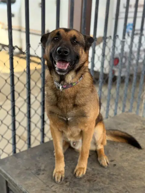 Morris - German Shepherd Dog