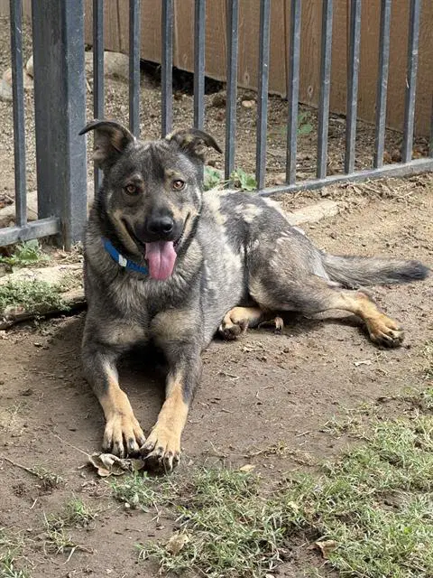 Borris - German Shepherd Dog