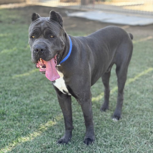 AXEL