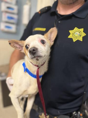 STEWART