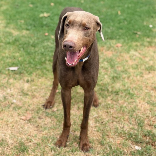 TITAN, an adoptable Doberman Pinscher in Riverside, CA