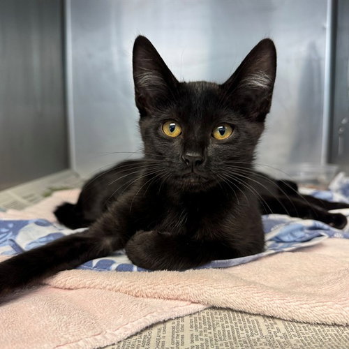 RAE, Baby Domestic Short Hair (medium coat), cat for adoption in Beaumont, California
