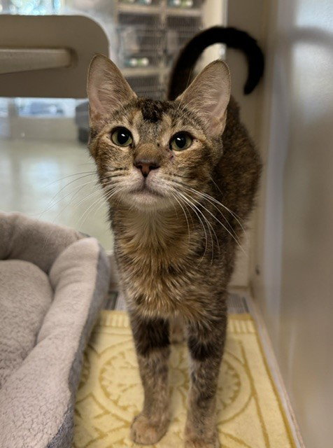 DEDE, Young Domestic Short Hair (medium coat), cat for adoption in Highland, California