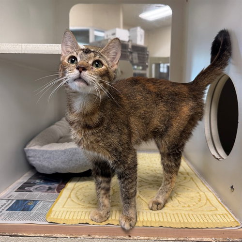 DEDE, Young Domestic Short Hair (medium coat), cat for adoption in Perris, California
