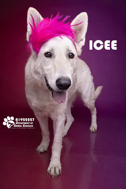 Cottage Cheese - German Shepherd Dog