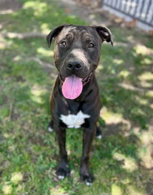 Sean - Pit Bull Terrier