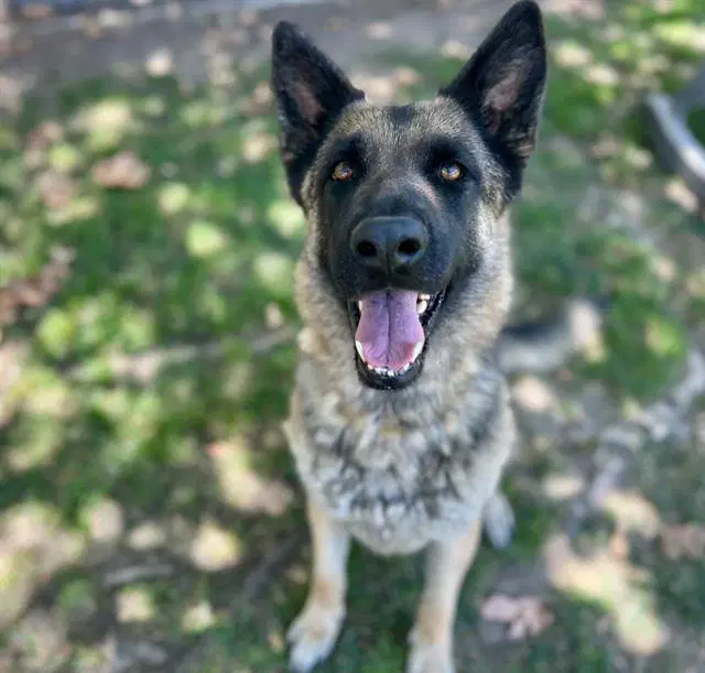 Marsha - German Shepherd Dog