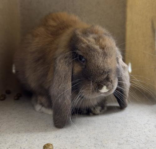 THUMPER