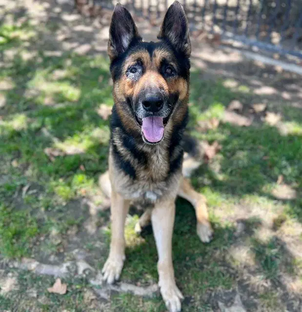 Draco - German Shepherd Dog