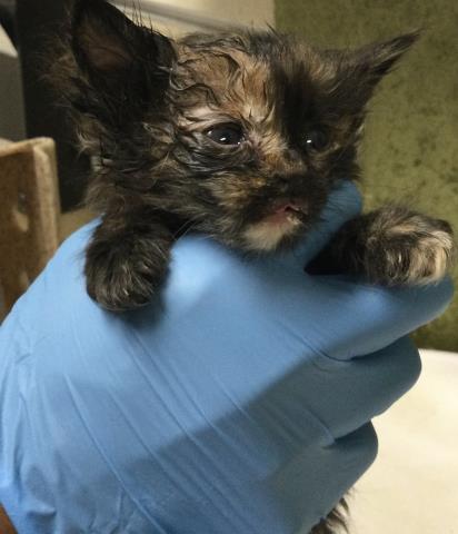 MARY, Baby Domestic Short Hair (medium coat), cat for adoption in Upland, California