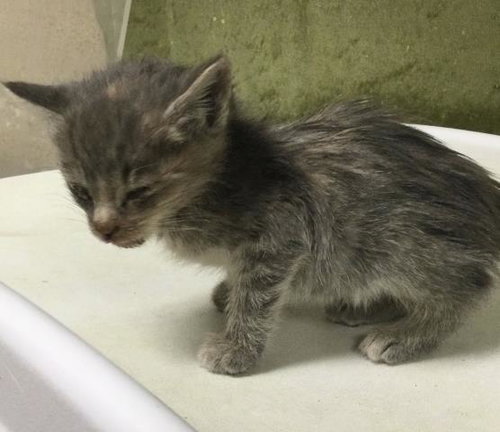 WINNIE, Baby Domestic Short Hair (medium coat), cat for adoption in Upland, California