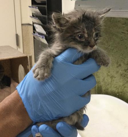 SARAH, Baby Domestic Short Hair (medium coat), cat for adoption in Upland, California