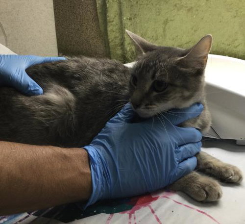 VENUS, Adult Domestic Short Hair (medium coat), cat for adoption in Upland, California