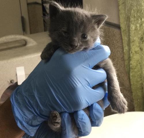 MARS, Baby Domestic Short Hair (medium coat), cat for adoption in Upland, California