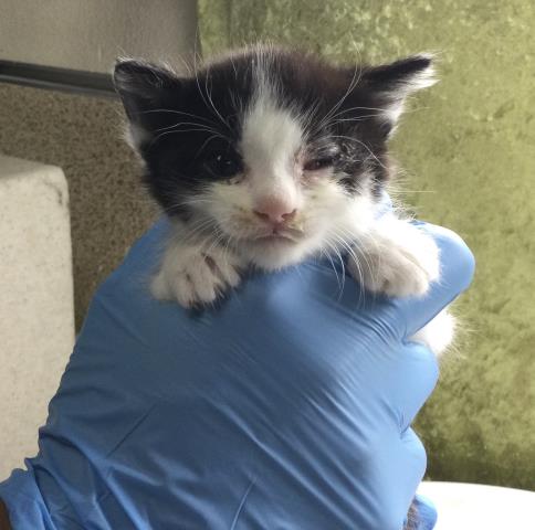 SATURN, Baby Domestic Short Hair (medium coat), cat for adoption in Upland, California