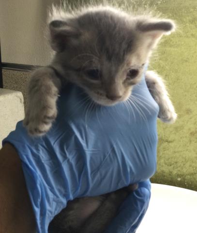 PLUTO, Baby Domestic Short Hair (medium coat), cat for adoption in Upland, California