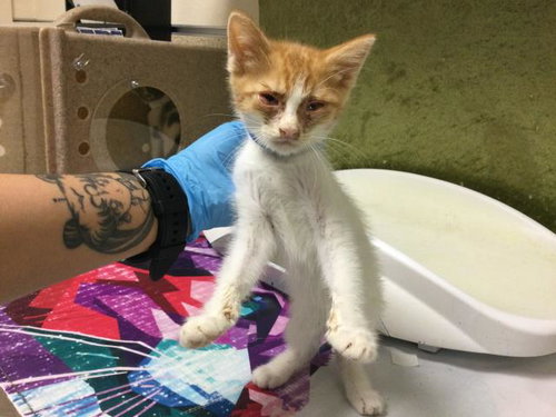 GOTO, Baby Domestic Short Hair (medium coat), cat for adoption in Upland, California