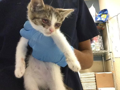 ASA, Baby Domestic Short Hair (medium coat), cat for adoption in Upland, California