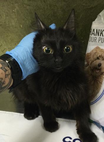 A1923900, Young Domestic Short Hair (medium coat), cat for adoption in Upland, California