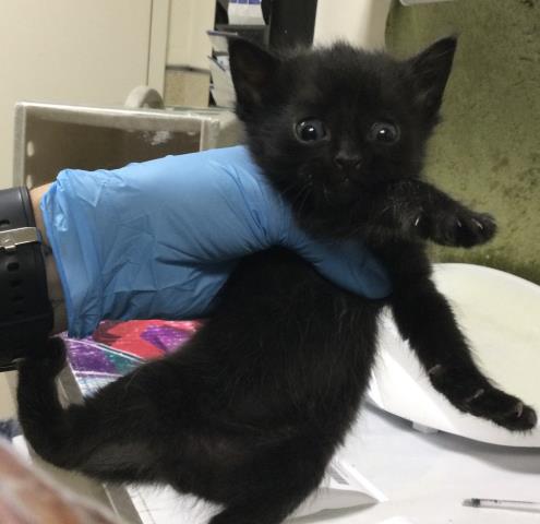 A1923901, Baby Domestic Short Hair (medium coat), cat for adoption in Upland, California