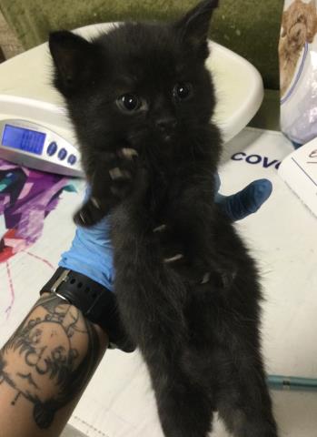 A1923903, Baby Domestic Short Hair (medium coat), cat for adoption in Upland, California