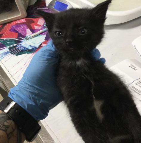 A1923904, Baby Domestic Short Hair (medium coat), cat for adoption in Upland, California