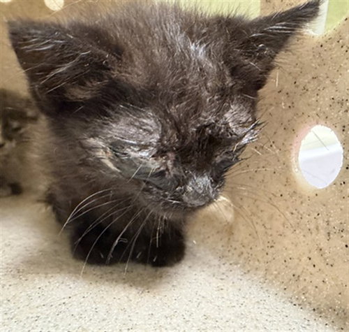 JAMES, Baby Domestic Short Hair (medium coat), cat for adoption in Upland, California