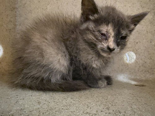 GINA, Baby Domestic Short Hair (medium coat), cat for adoption in Upland, California