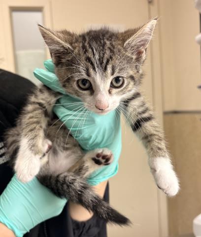 PEDRO, Baby Domestic Short Hair (medium coat), cat for adoption in Upland, California